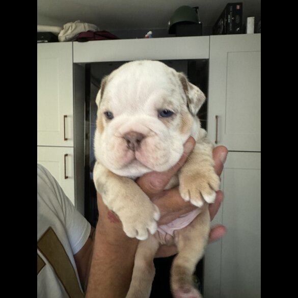 Dorset Olde Tyme Bulldogge - Both