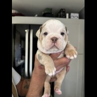Dorset Olde Tyme Bulldogge - Both