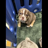 Dorset Olde Tyme Bulldogge - Both