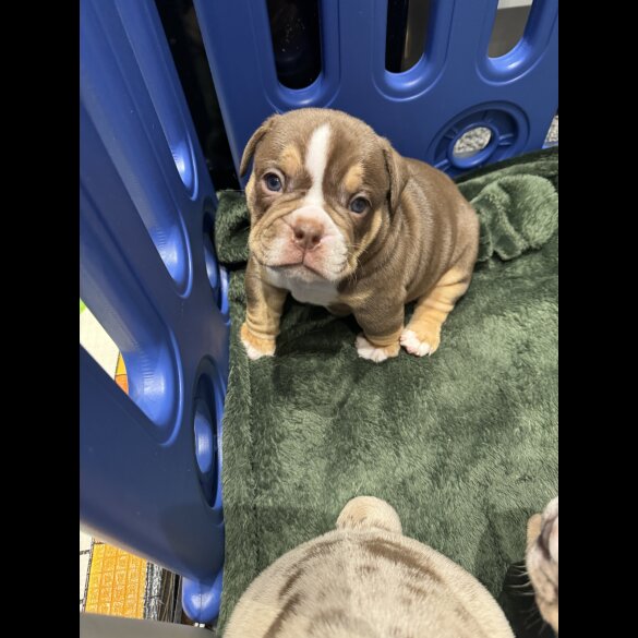 Dorset Olde Tyme Bulldogge - Both