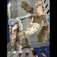 Dorset Olde Tyme Bulldogge - Both
