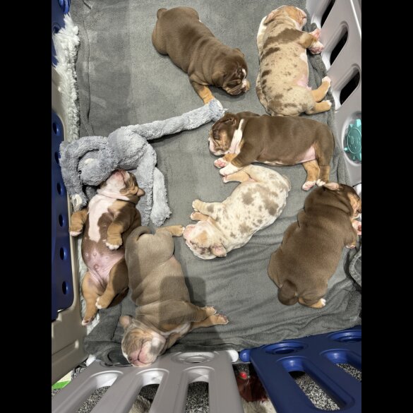 Dorset Olde Tyme Bulldogge - Both