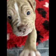 Dorset Olde Tyme Bulldogge - Both
