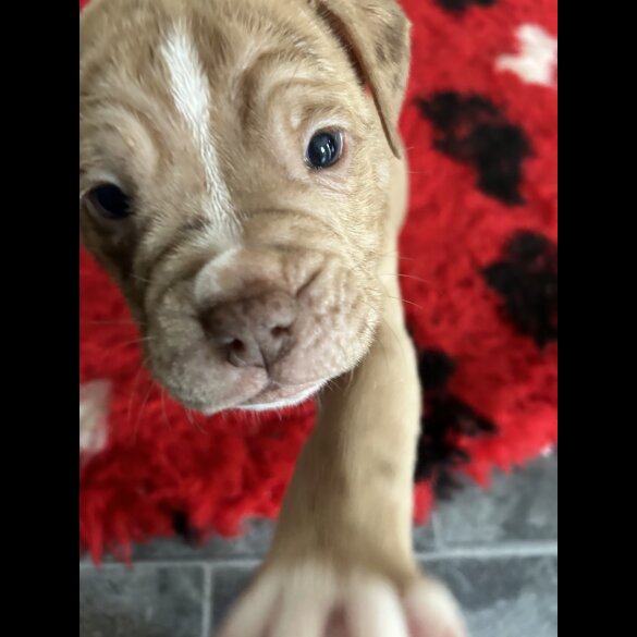 Dorset Olde Tyme Bulldogge - Both