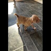Dorset Olde Tyme Bulldogge - Both