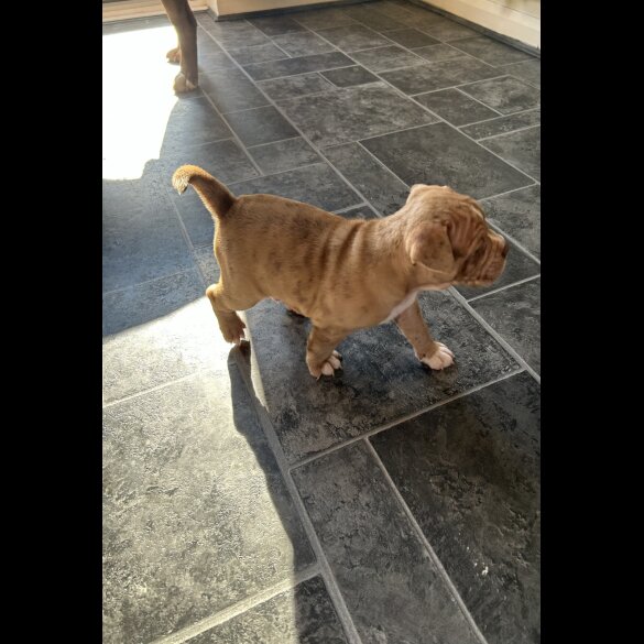 Dorset Olde Tyme Bulldogge - Both