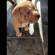 Dorset Olde Tyme Bulldogge - Both
