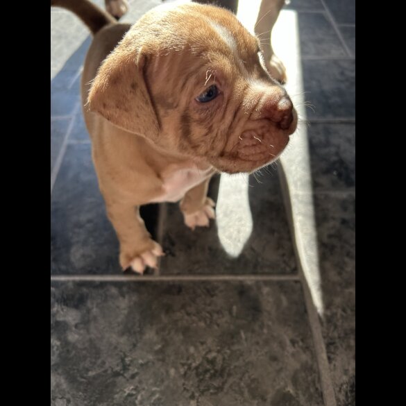 Dorset Olde Tyme Bulldogge - Both