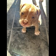 Dorset Olde Tyme Bulldogge - Both