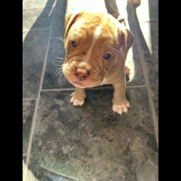 Dorset Olde Tyme Bulldogge - Both