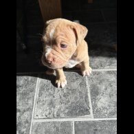 Dorset Olde Tyme Bulldogge - Both