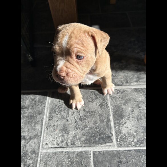 Dorset Olde Tyme Bulldogge - Both
