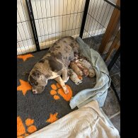 Dorset Olde Tyme Bulldogge - Both