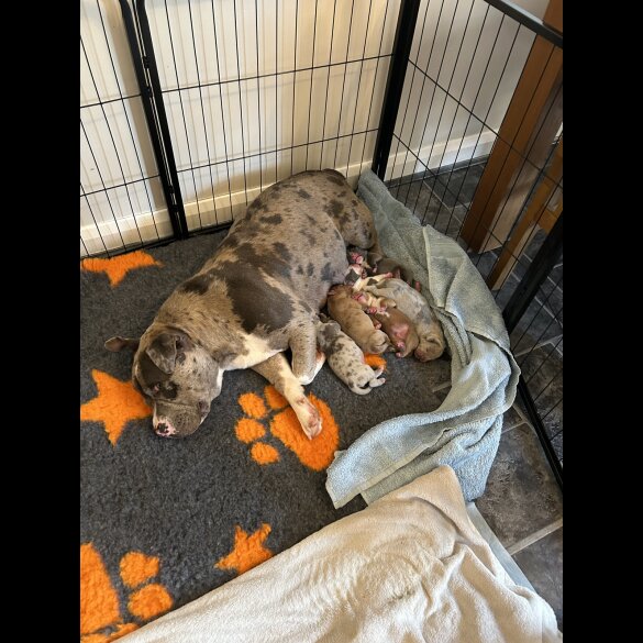 Dorset Olde Tyme Bulldogge - Both