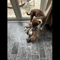 Dorset Olde Tyme Bulldogge - Both