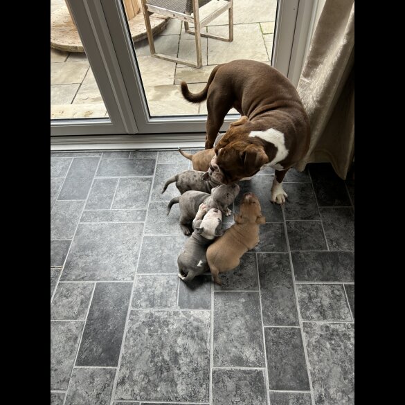 Dorset Olde Tyme Bulldogge - Both