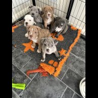 Dorset Olde Tyme Bulldogge - Both