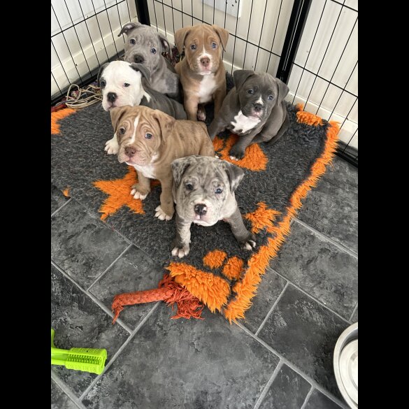 Dorset Olde Tyme Bulldogge - Both
