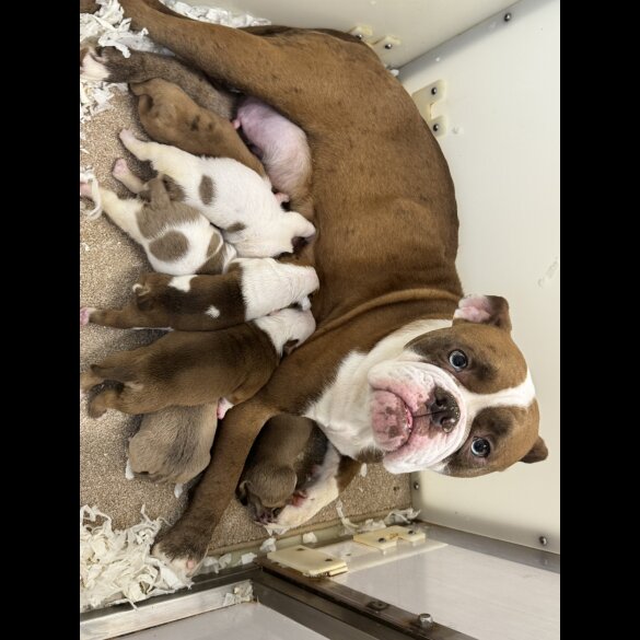 Dorset Olde Tyme Bulldogge - Both