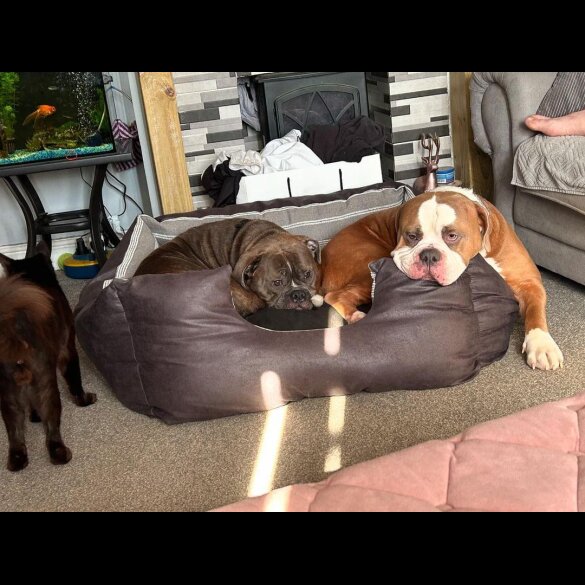 English Bulldog - Dogs