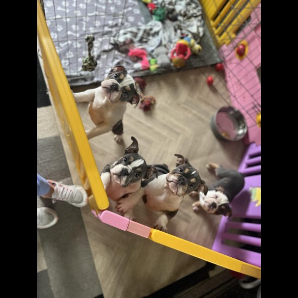 English Bulldog - Bitches