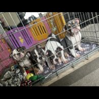 English Bulldog - Bitches