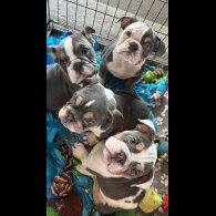 English Bulldog - Bitches