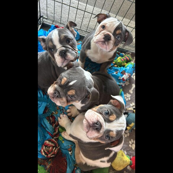 English Bulldog - Bitches