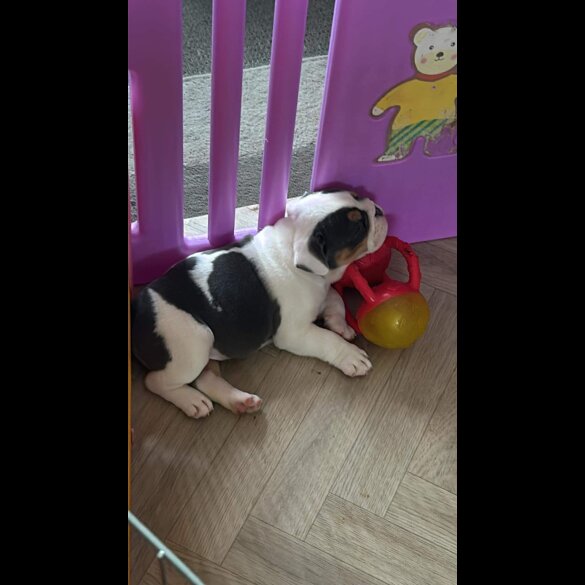 English Bulldog - Bitches