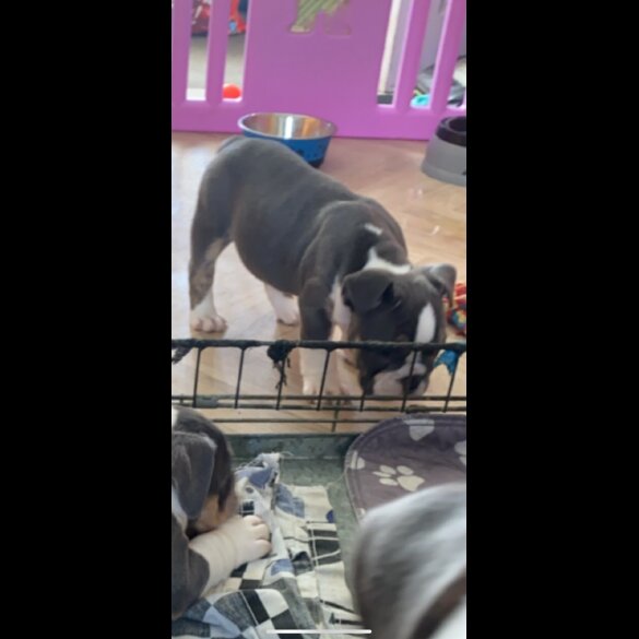 English Bulldog - Bitches