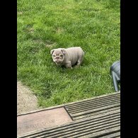 English Bulldog - Both