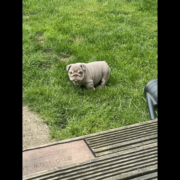 English Bulldog - Both