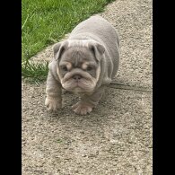 English Bulldog - Both