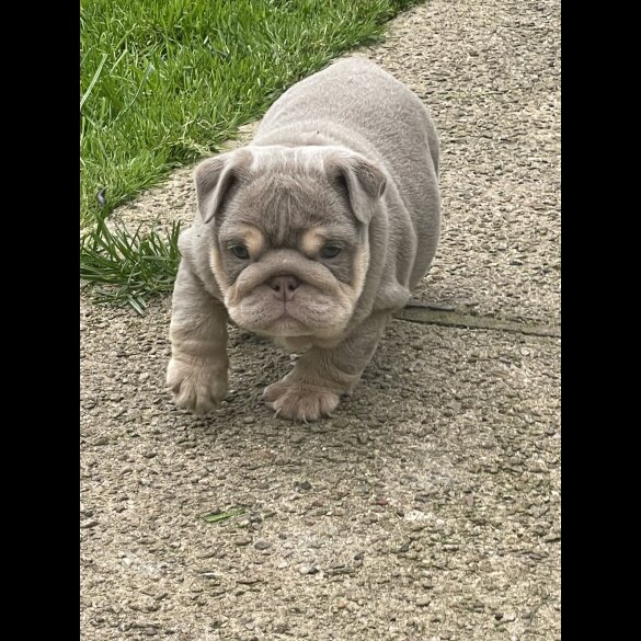English Bulldog - Both