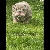 English Bulldog - Both