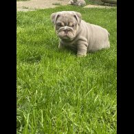English Bulldog - Both
