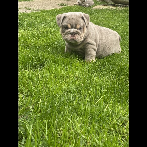 English Bulldog - Both