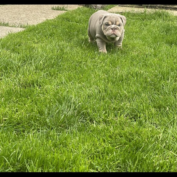 English Bulldog - Both