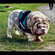 English Bulldog - Both