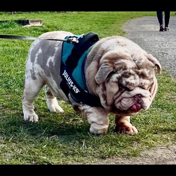 English Bulldog - Both