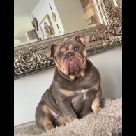 English Bulldog - Both