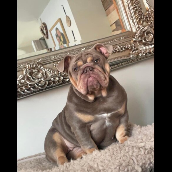 English Bulldog - Both