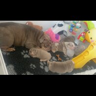 English Bulldog - Both