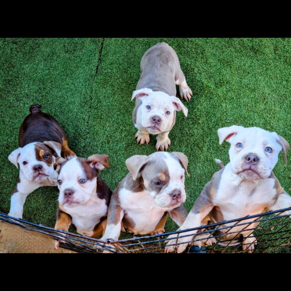 English Bulldog - Both