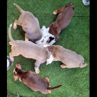 English Bulldog - Both
