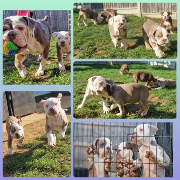 English Bulldog - Both