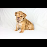 English Bulldog - Both