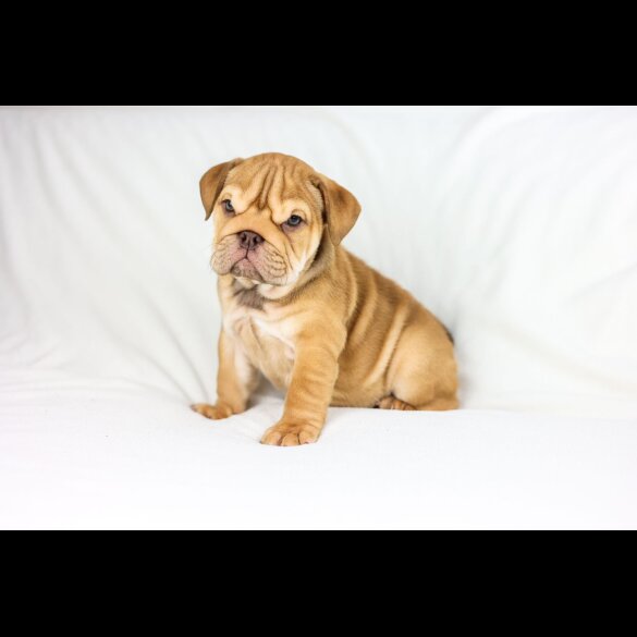 English Bulldog - Both