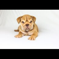 English Bulldog - Both