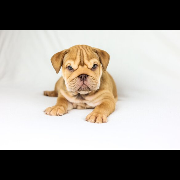 English Bulldog - Both